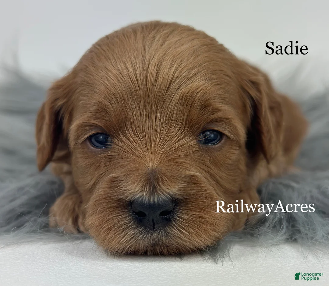Mini Goldendoodle dogs for sale: Sadie - Ad 2