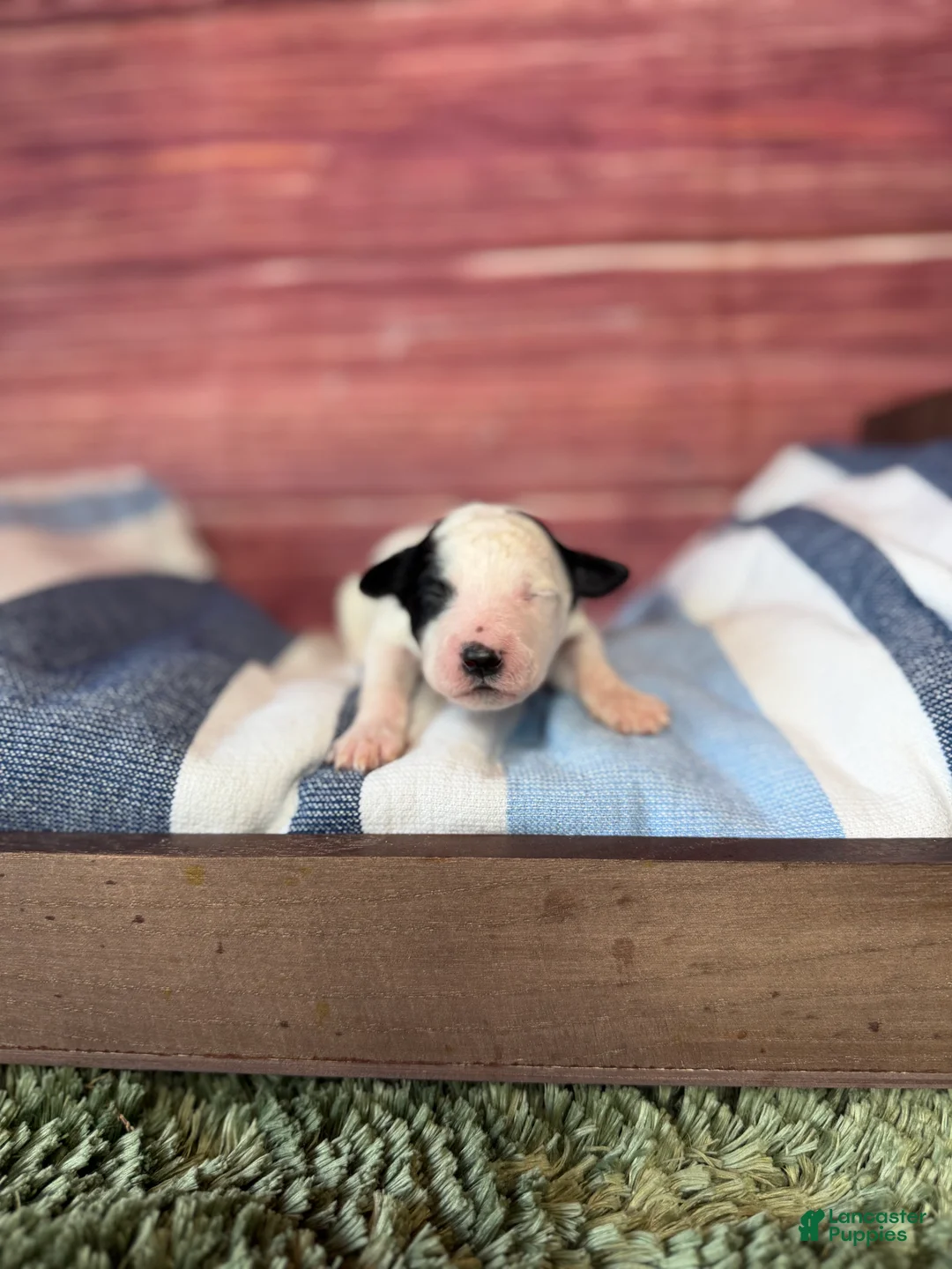 Maltipoo dogs for sale: elsie - Ad 1