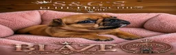 French Bulldog dogs for sale: Inferno - Ad 12