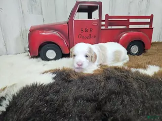 Cavapoo dogs F1 Honey - Ad 18