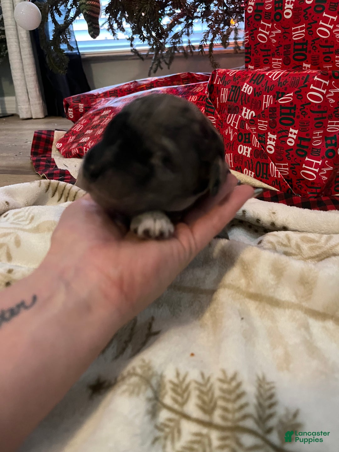 Goldendoodle dogs for sale: Goldendoodle Puppy 4 - Ad 4