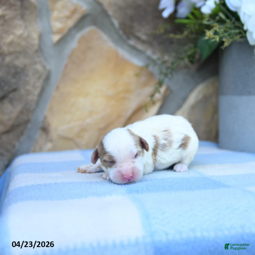 Cavapoo dogs for sale: Fancy - Ad 2