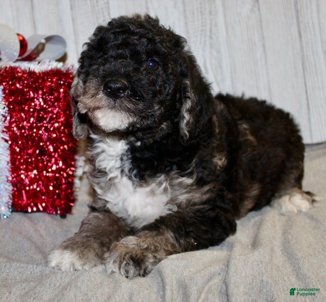 Mixed Breed dogs for sale: Dustin - Ad 5