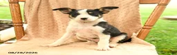 Mixed Breed dogs for sale: Faith - Ad 2