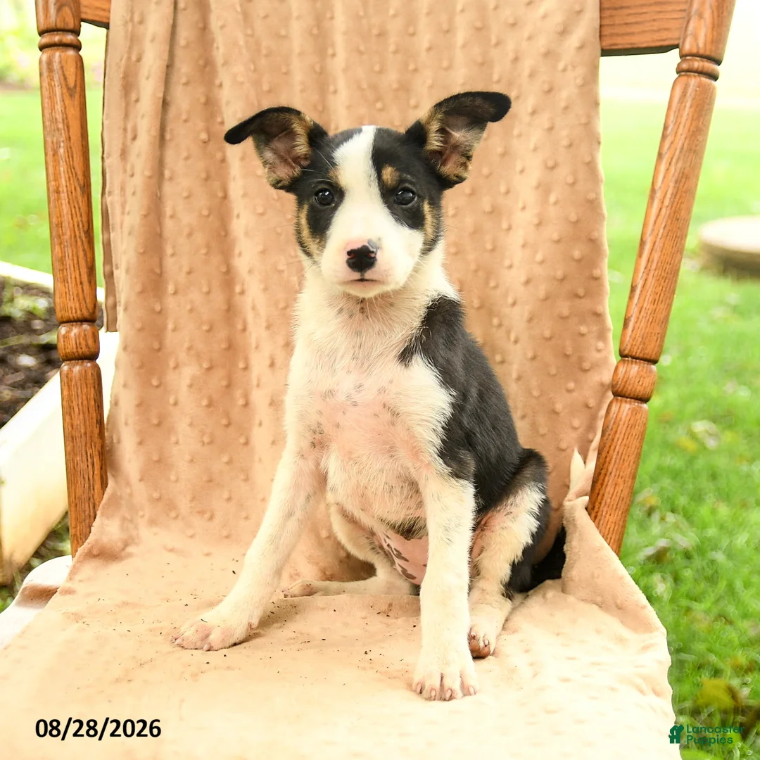 Mixed Breed dogs for sale: Faith - Ad 2