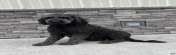 Mini Goldendoodle dogs for sale: Sadie - Ad 2