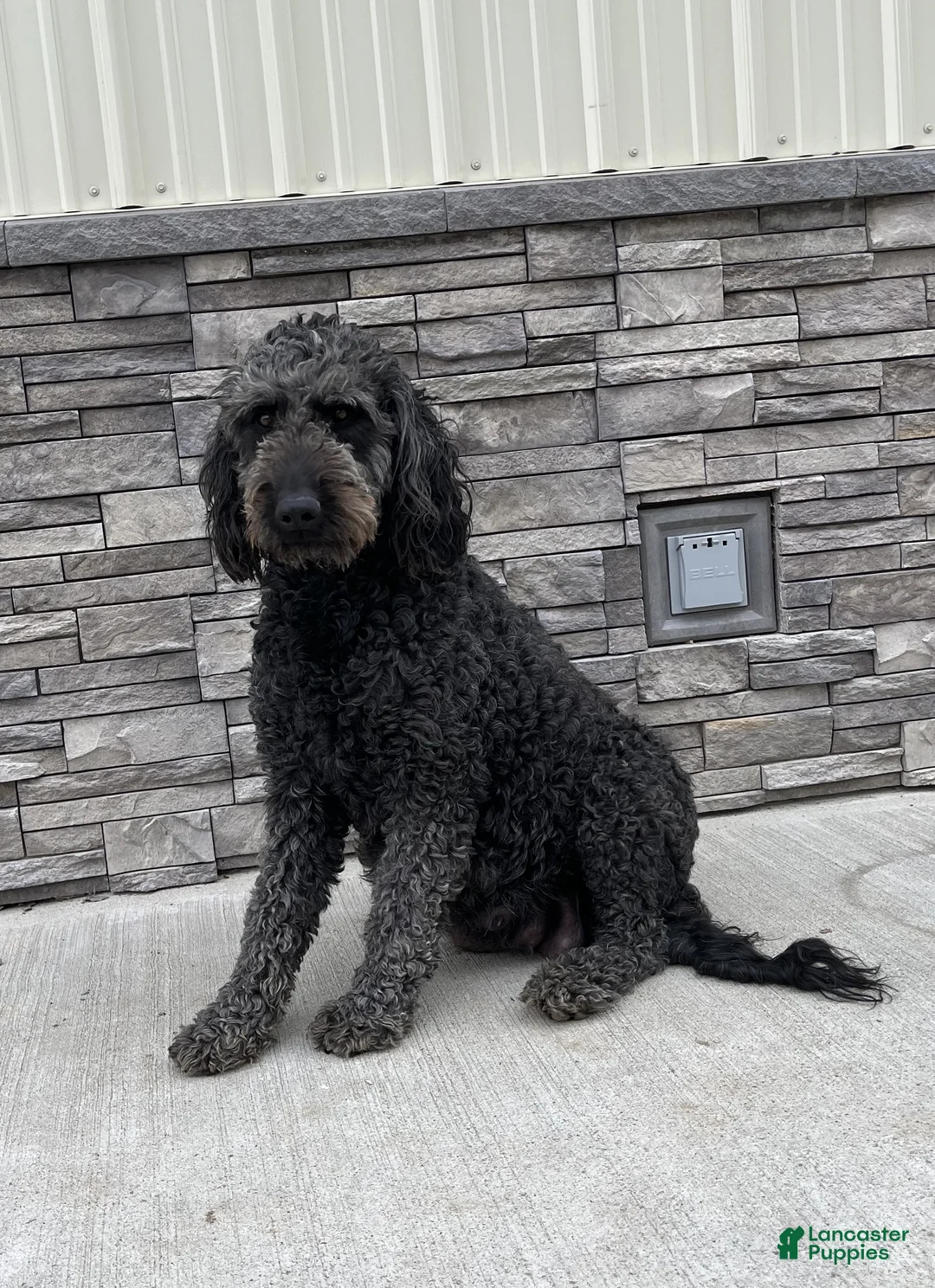 Mini Goldendoodle dogs for sale: Sadie - Ad 2