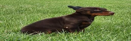 Doberman Pinscher dogs for sale: Biscuit  - Ad 2