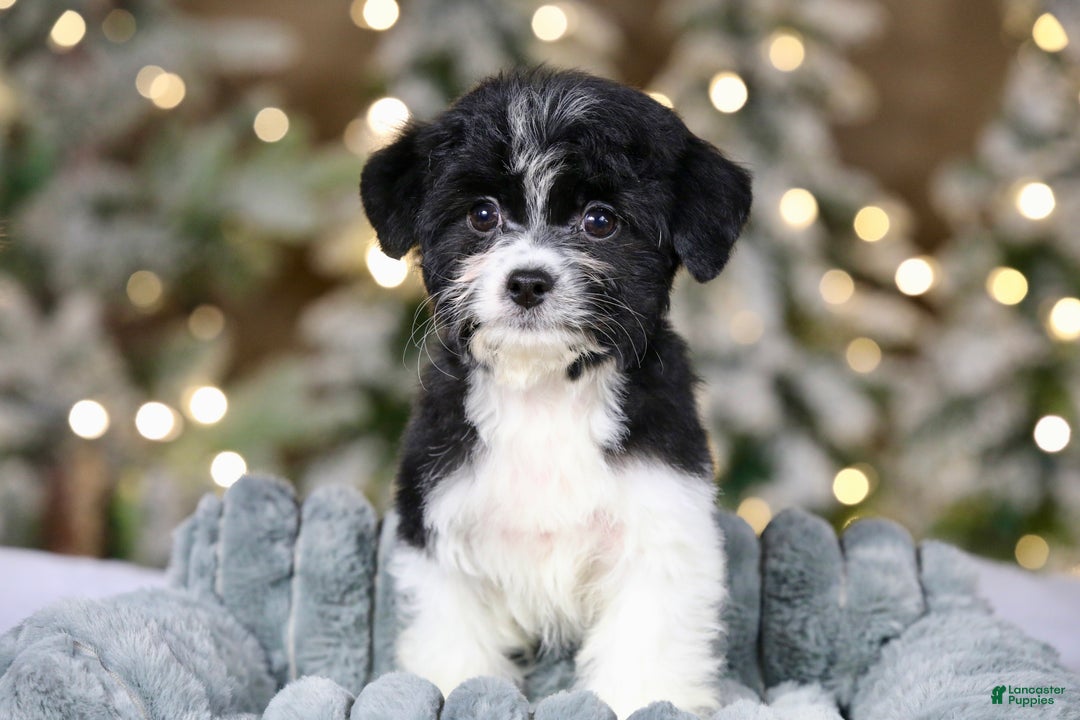 Teddy Bear dogs for sale: Noelle - Ad 7