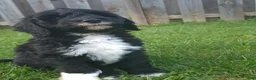 Mini Sheepadoodle dogs for sale: Rover - Ad 4