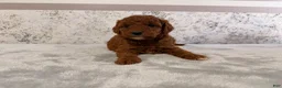 Mini Goldendoodle dogs for sale: Chrissy - Ad 5