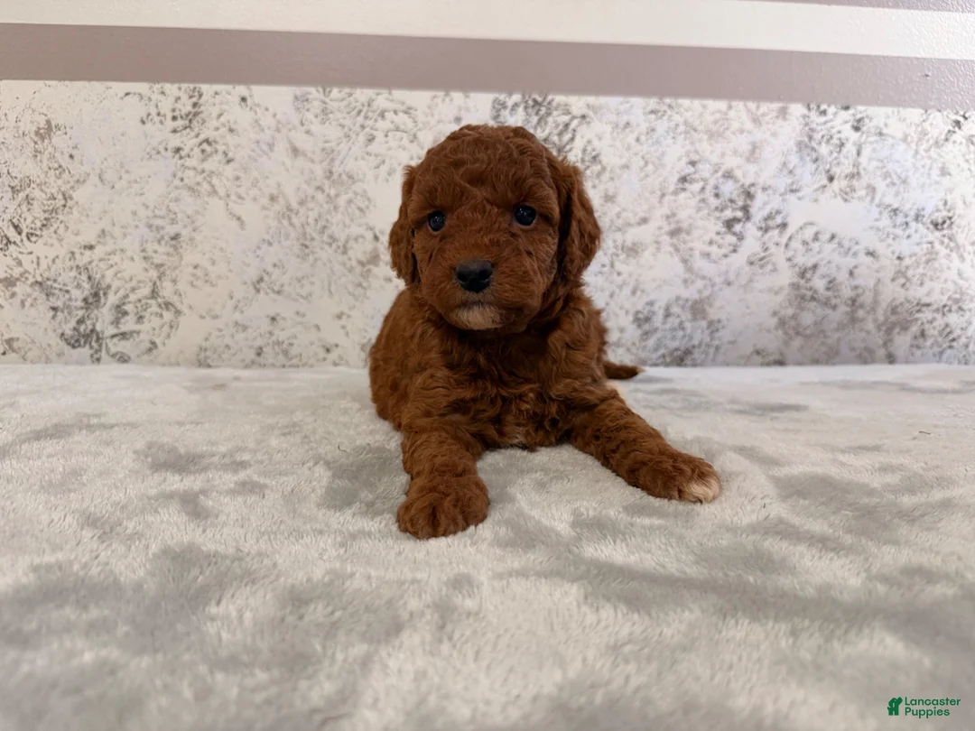 Mini Goldendoodle dogs for sale: Chrissy - Ad 5