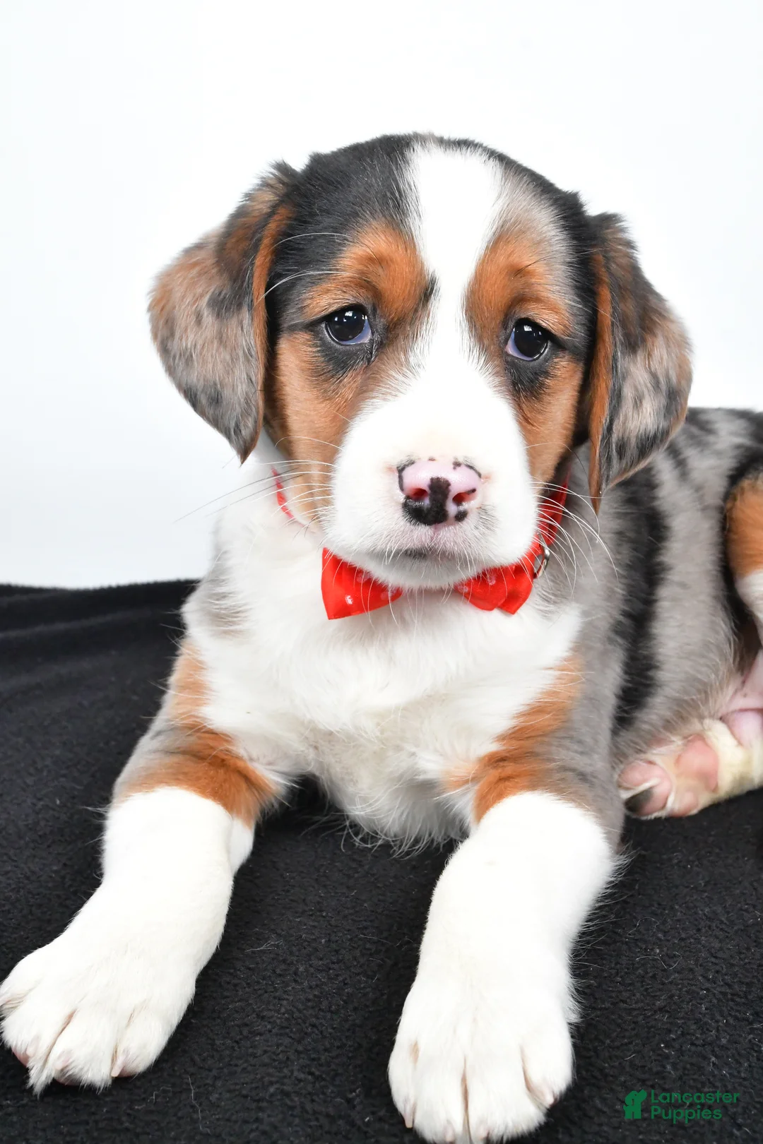 Mixed Breed dogs for sale: Timmy - Ad 9