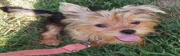 Yorkshire Terrier dogs for sale: Yo Yo - Ad 1