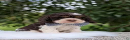 Cocker Spaniel dogs for sale: Dash - Ad 4