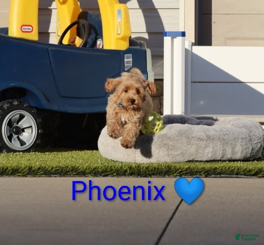 Havapoo dogs Phoenix 💙 Crate Trained  - Ad 1