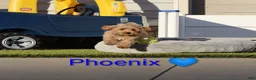 Havapoo dogs for sale: Phoenix 💙 Crate Trained  - Ad 2