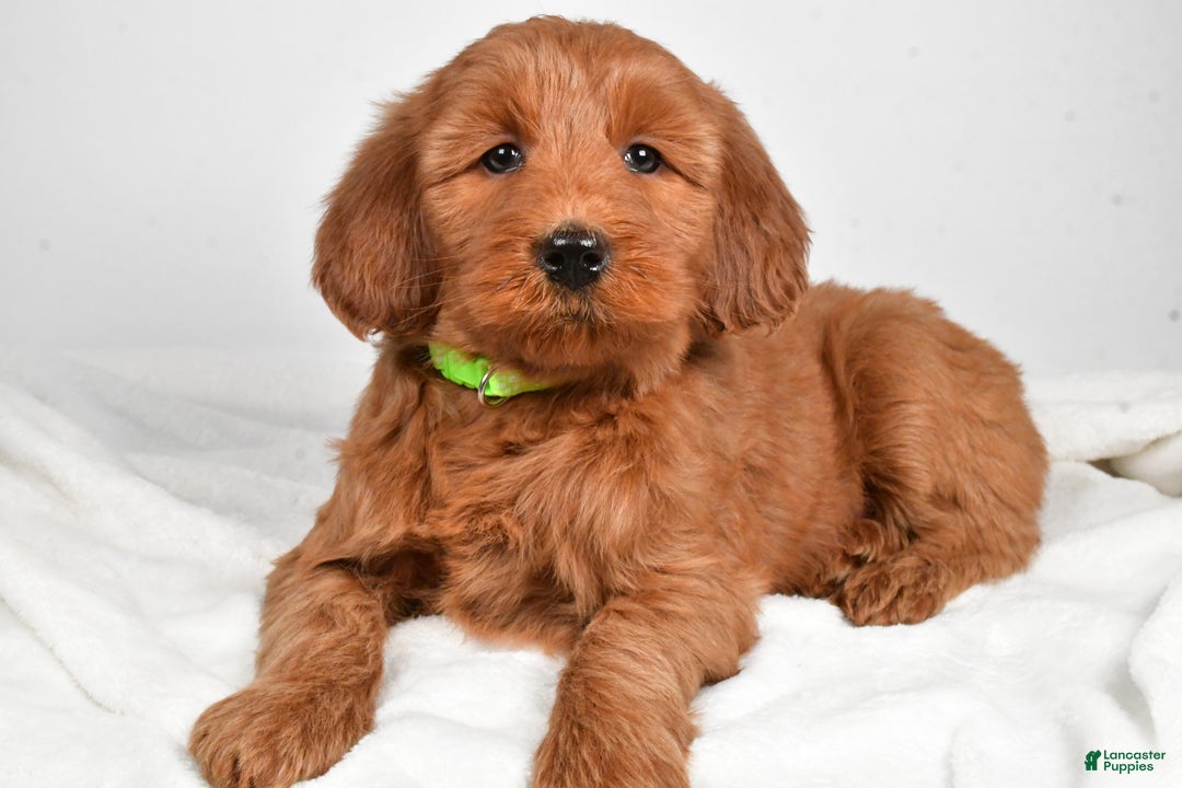 Goldendoodle dogs for sale: Penny-medium size  - Ad 8