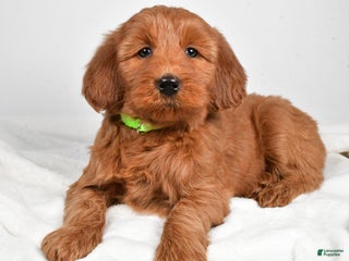 Goldendoodle dogs Penny-medium size - Ad 8
