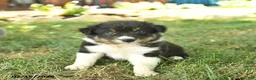 Border Collie dogs for sale: Hero  - Ad 3
