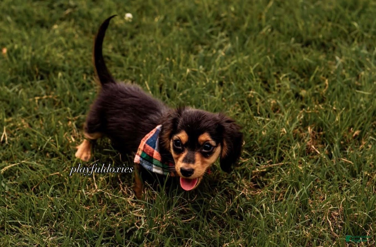 Miniature Dachshund dogs for sale: Black and Tan Long Haired Male  - Ad 3