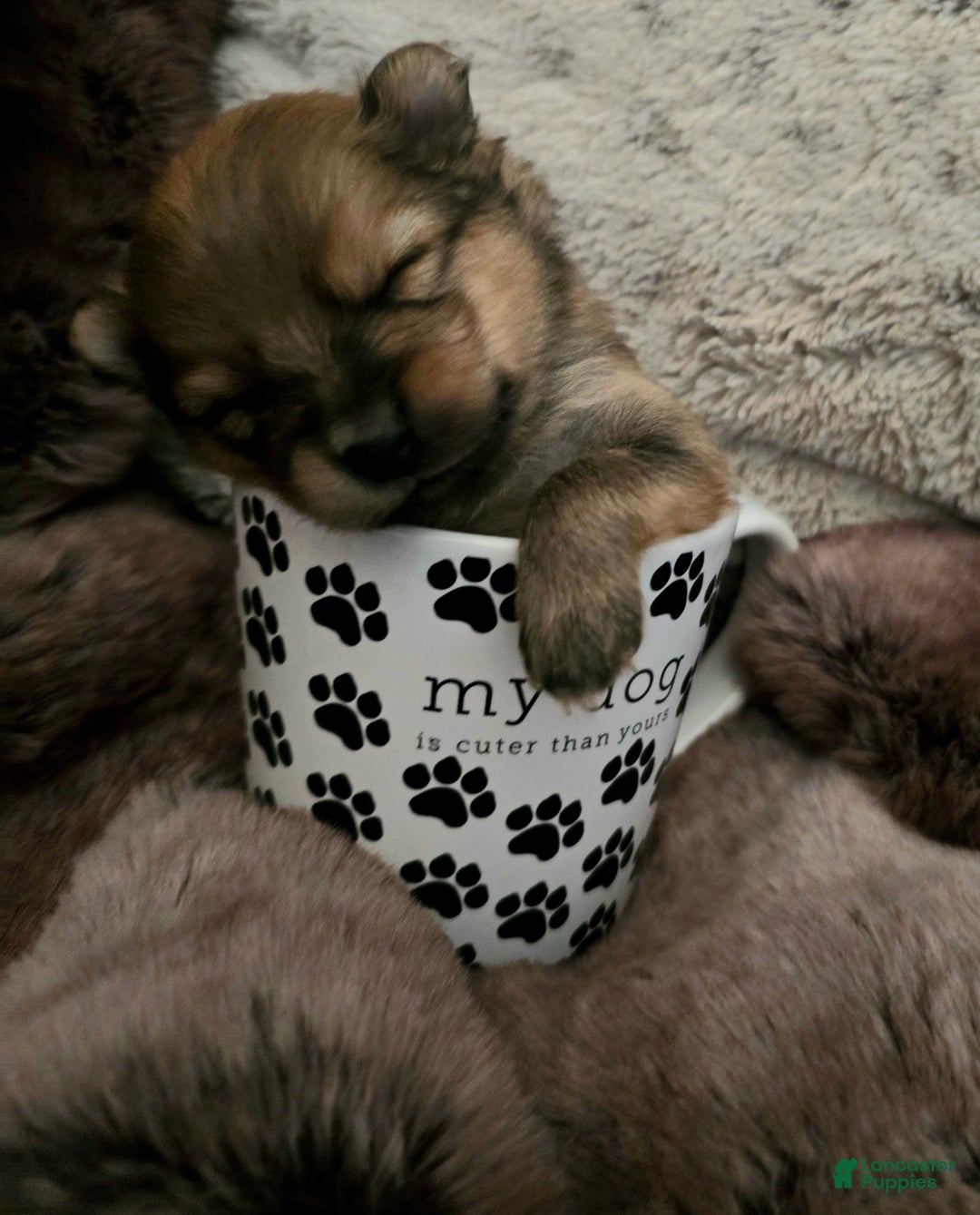 Pomeranian dogs for sale: Pomeranian Puppy 1 - Ad 3