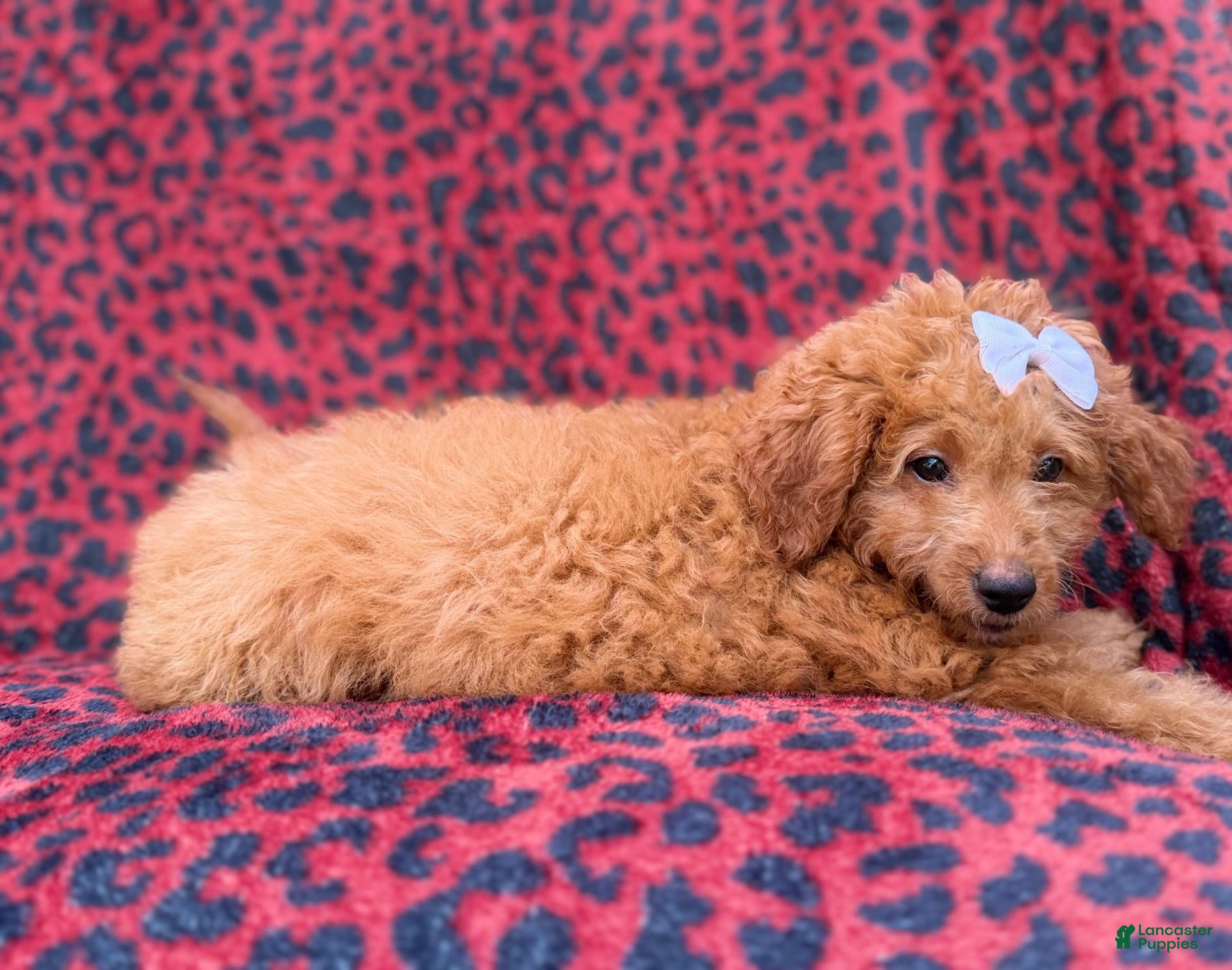 Mini Goldendoodle dogs Darcy - Ad 2