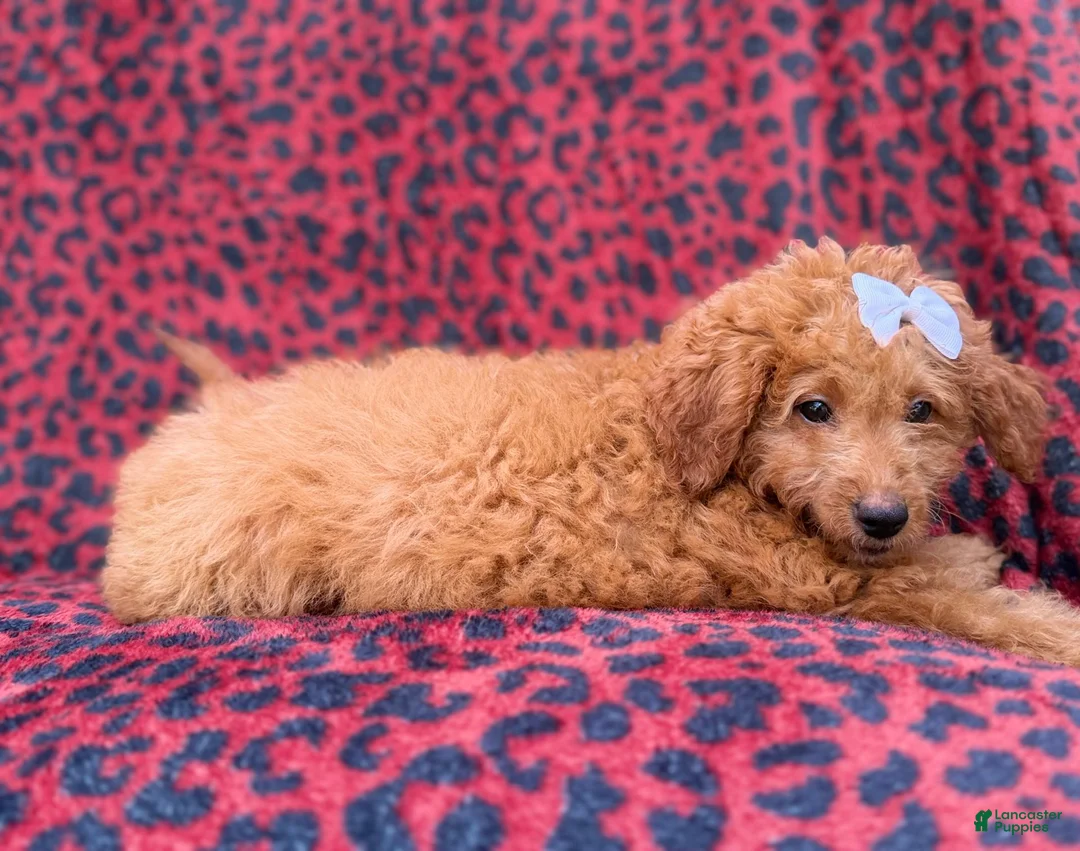 Mini Goldendoodle dogs for sale: Darcy - Ad 2