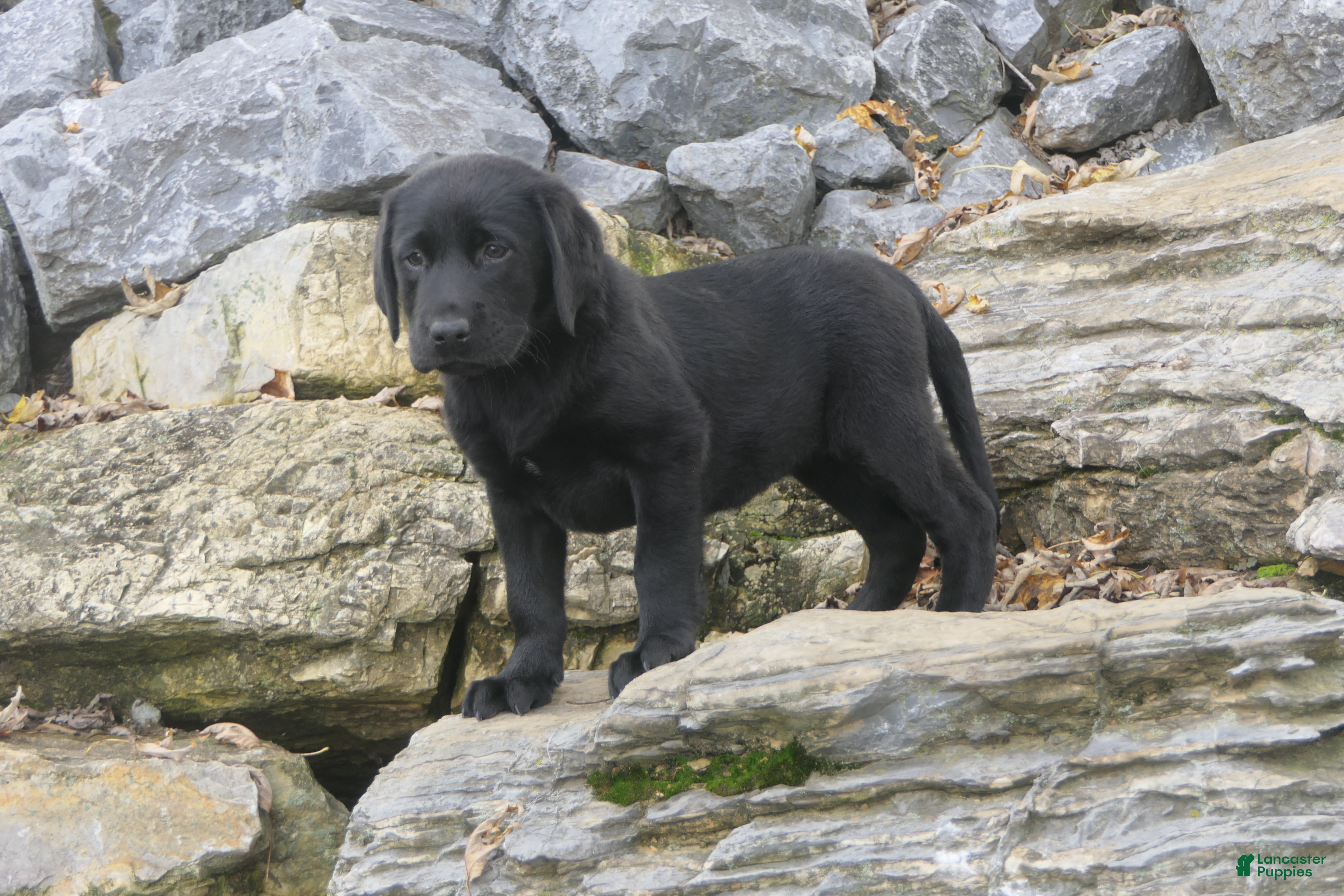 Labrador Retriever dogs for sale: Sally Labrador Retriever  - Ad 1