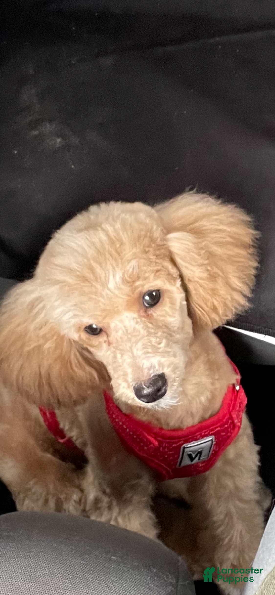 Cavapoo dogs Cavapoo Puppy 4 - Ad 2