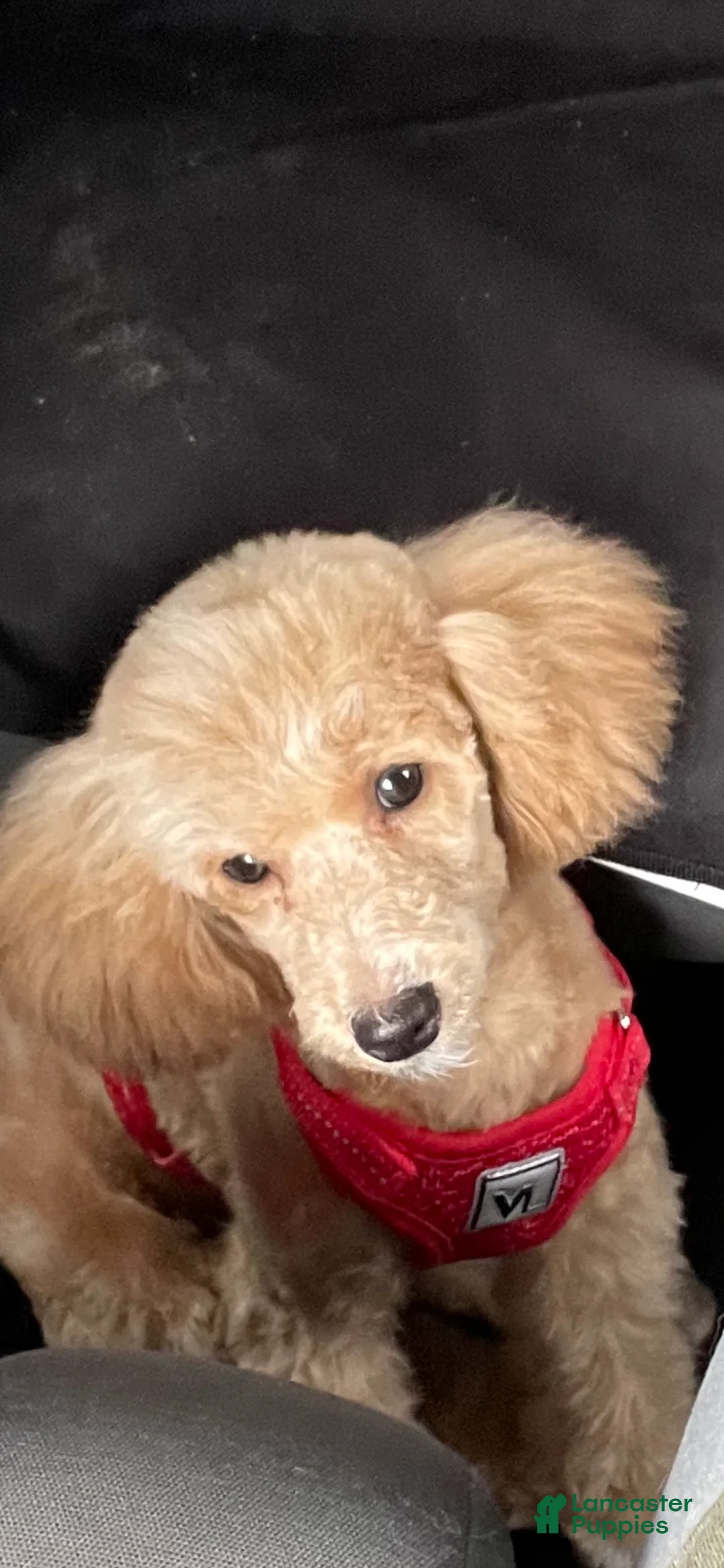 Cavapoo dogs for sale: Cavapoo Puppy 1 - Ad 2