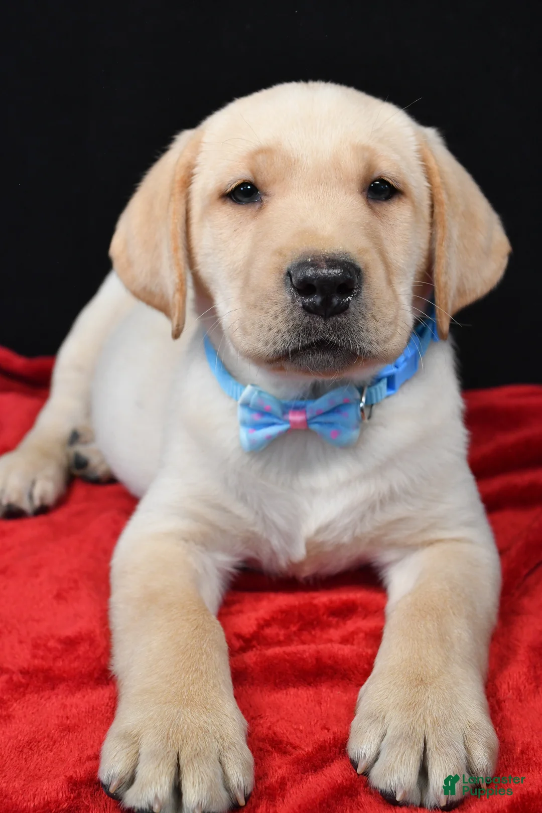 Labrador Retriever dogs for sale: Rocco - Ad 4