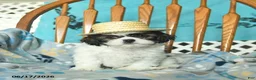 Shih Tzu dogs for sale: Owen  - Ad 3