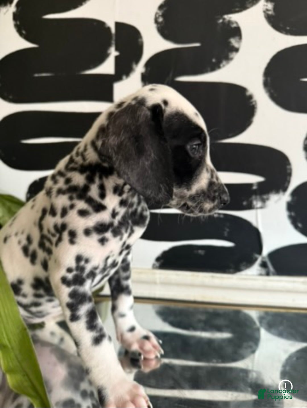 Dalmatian dogs for sale: Peaches - Ad 1