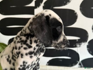 Dalmatian dogs Peaches - Ad 23