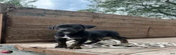 Mixed Breed dogs for sale: Greta - Ad 3