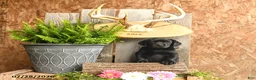 Labrador Retriever dogs for sale: Harper - Ad 3