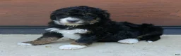 Mini Bernedoodle dogs for sale: Gina  - Ad 4
