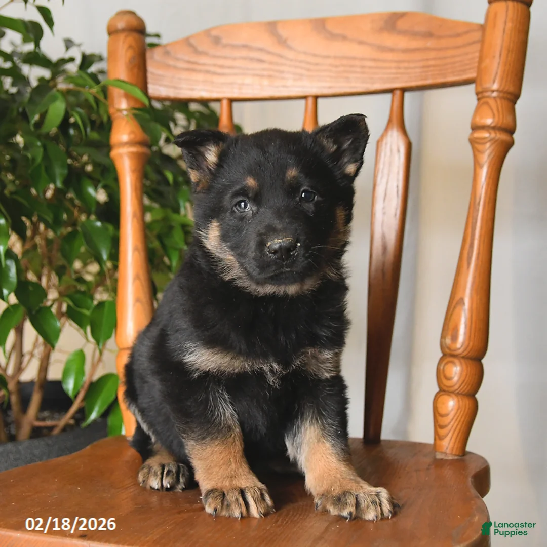 German Shepherd dogs for sale: Molly - Ad 2