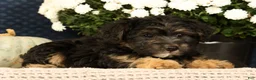 Yorkiepoo dogs for sale: Lonas - Ad 8