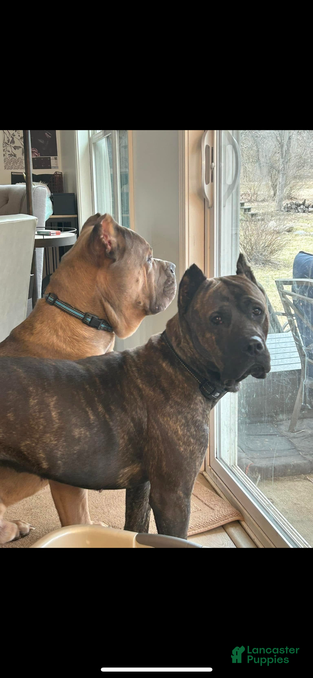 Cane Corso dogs for sale: Grey collar- male - Ad 20