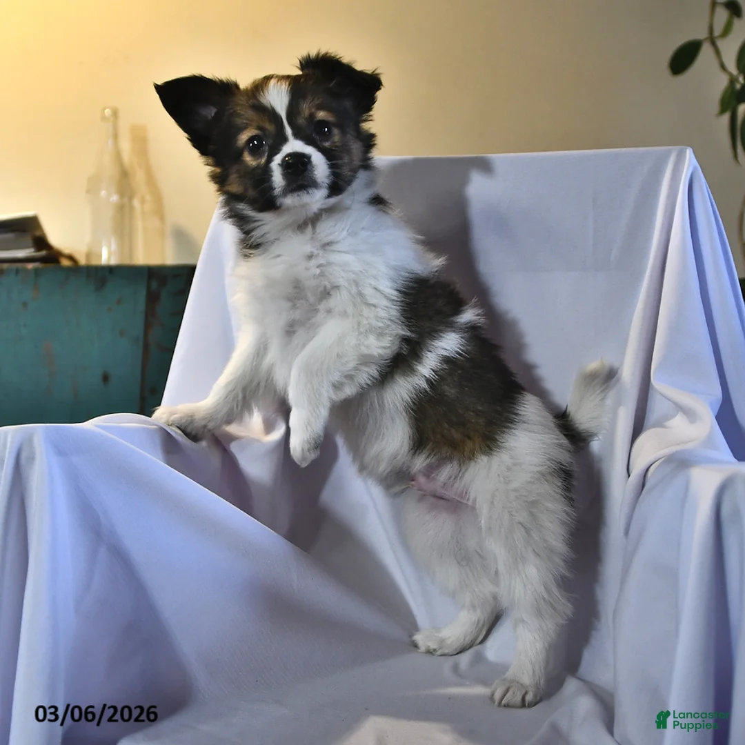 Papillon dogs for sale: Monarch - Ad 2