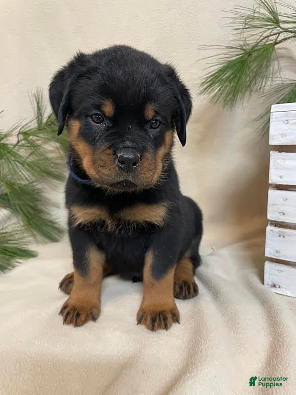 Rottweiler dogs Mr Blue  - Ad 16