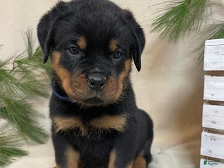 Rottweiler dogs Mr Blue - Ad 16