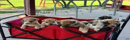Mixed Breed dogs for sale: Pitsky femlae 6 - Ad 10
