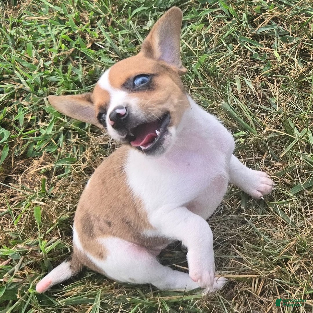 Beagle dogs for sale: CJ Queen Elizabeth Pocket Beagle  - Ad 3