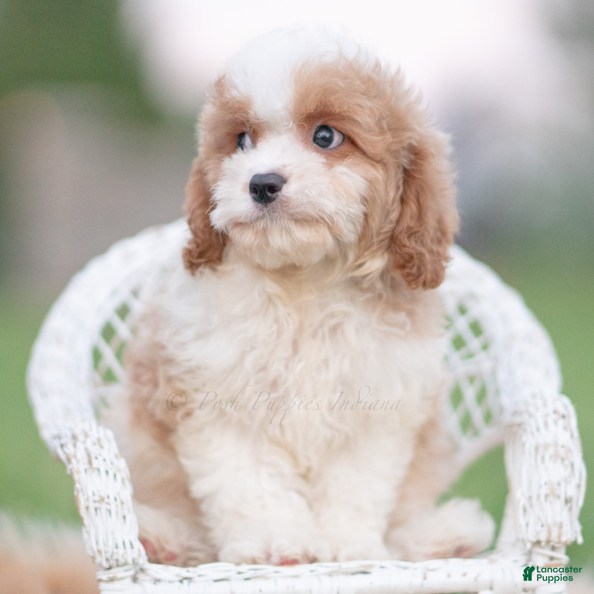 Cavapoo dogs Sable - Ad 26