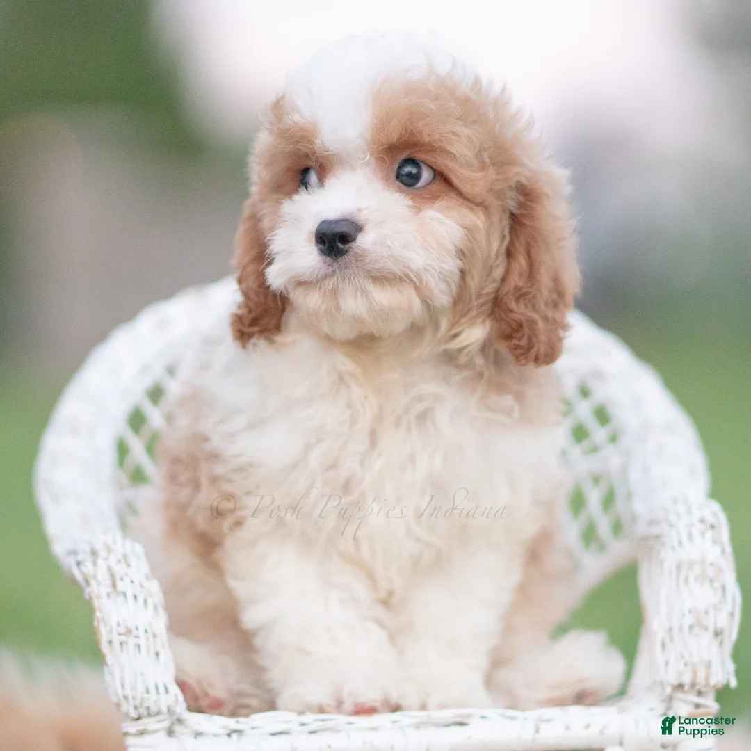 Cavapoo dogs for sale: Sable - Ad 1