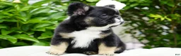 French Bulldog dogs for sale: Panda - Ad 3