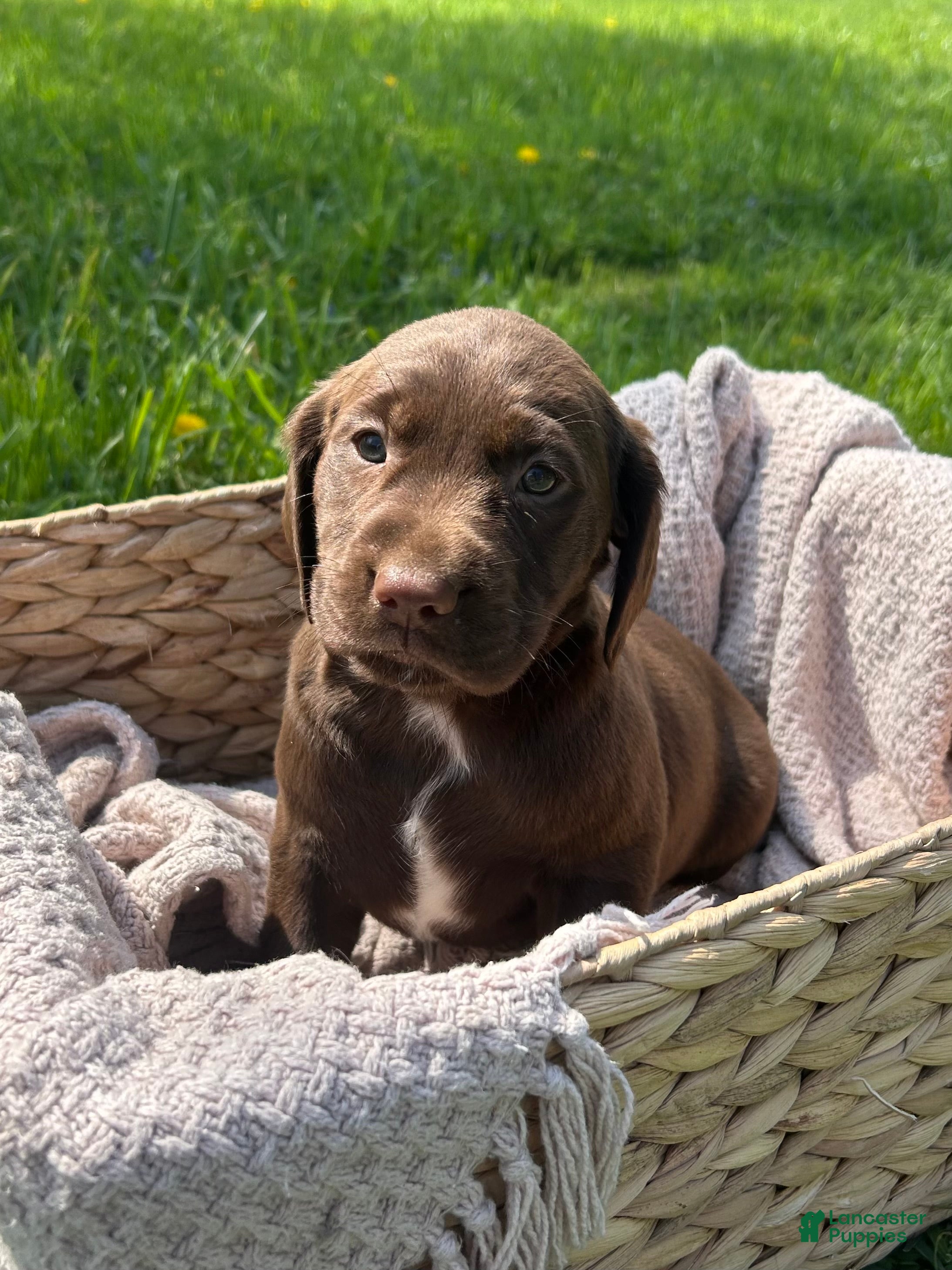 Mixed Breed dogs Willow - Ad 12